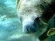 Manatee Ecotours in Florida Manatee Ecotours in Florida