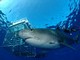 Hawaii Shark Encounters Hawaii Shark Encounters