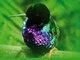 Septimo Paraiso Cloud Forest Reserve Septimo Paraiso Cloud Forest Reserve