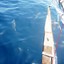 img_1289883364_390