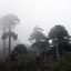 Trekaleyin - Chile