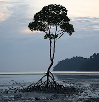 Mangrove