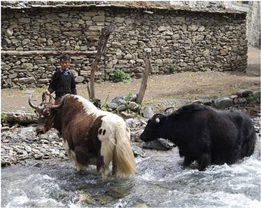 Many inhabitants are pastoralists