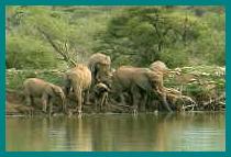 A usual sight in Madikwe