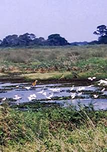 Marsh deer and egrets were there, but my zoom lens were not.