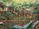 Daintree