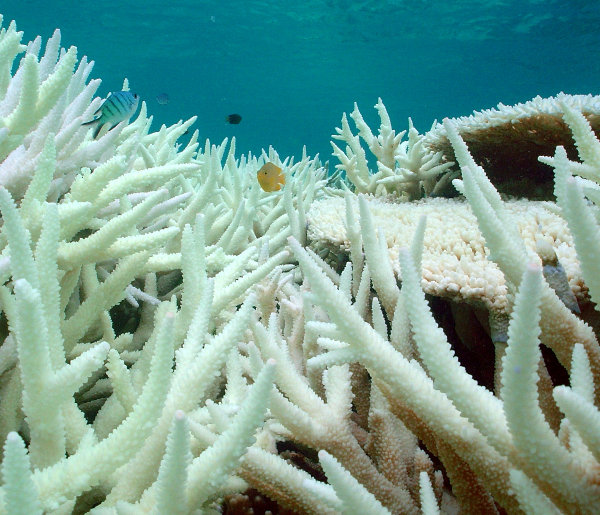 Coral bleaching on the Great Barrier Reef. Photo Credit: Paul Marshall
