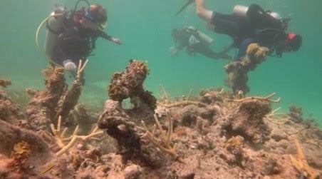 Divers at Puntacana Resort &amp; Club in the Dominican Republic establish new coral transplant sites. Credit: Grupo Puntacana Foundation