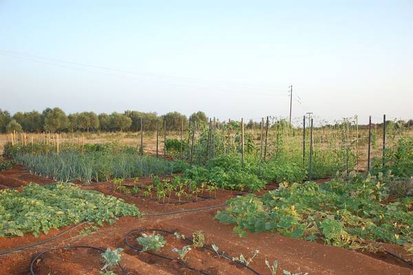 Eumelia Organic Farm, Greece