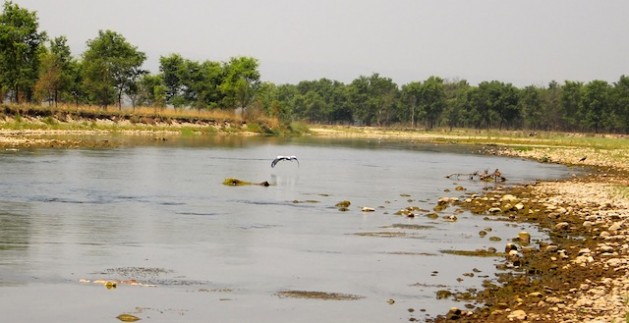 Nepal’s Chitwan National Park has become one of Asia's success stories in wildlife conservation. Credit: Naresh Newar/IPS