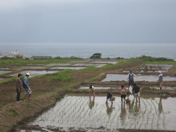 Planting event for the Ocean Rice