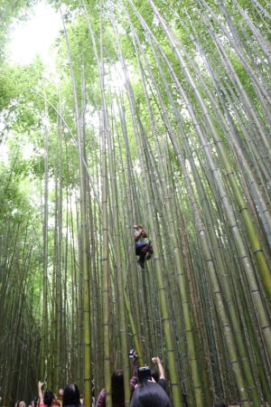 Bamboo climbing (Credit: Ria Lai)