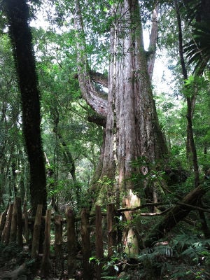 The Giant Trees