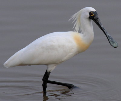 The endangered Black-faced Spoonbill - Photo Source: Wikimedia