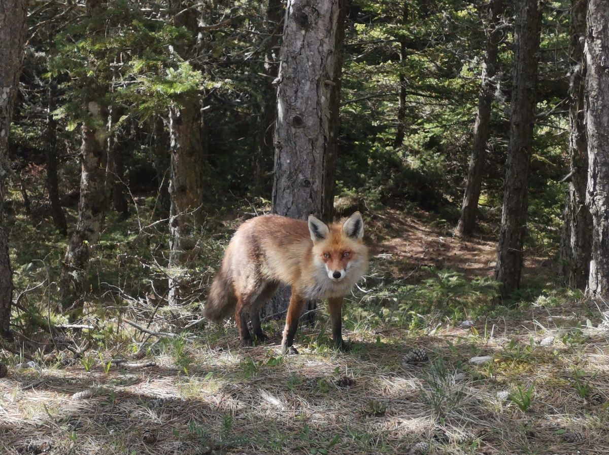 Can Parnitha Outfox Climate Change?