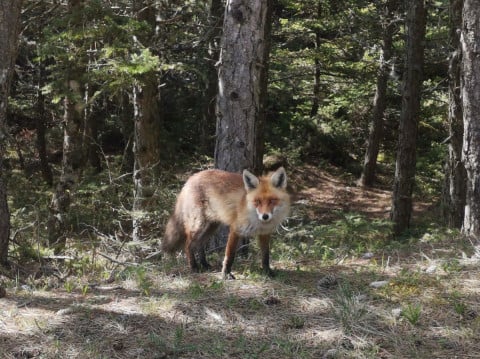 260409-fox-parnitha