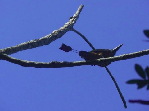 b200709-fernando-motmot-600x450