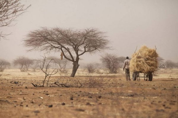 A farmer transporting hay to Tera weekly market, Tera, Bajirga, Niger. Credit: FAO