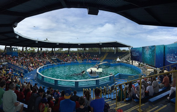 Orca Sentenced to Lifetime Confinement