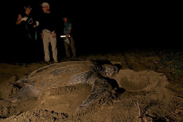 Leatherback turtle laying eggs (Photo by Neil Osborne)