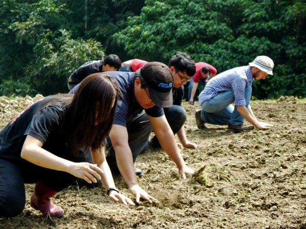 Indigenous Millet planting project, Taiwan, Jun 2015: Participating in an indigenous knowledge millet field project, bringing participants from different indigenous communities in Taiwan, including Amis, Atayal, Bunun, Puyuma, and Rukai among others. 
