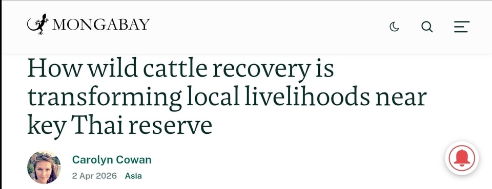 Community-led conservation plus community owned ecotourism is ecologic tourism at its best. Check out this report from Thailand on how wild cattle Banteng is thriving as an attraction https://news.mongabay.com/2026/04/how-wild-cattle-recovery-is-transforming-local-livelihoods-near-key-thai-reserve/