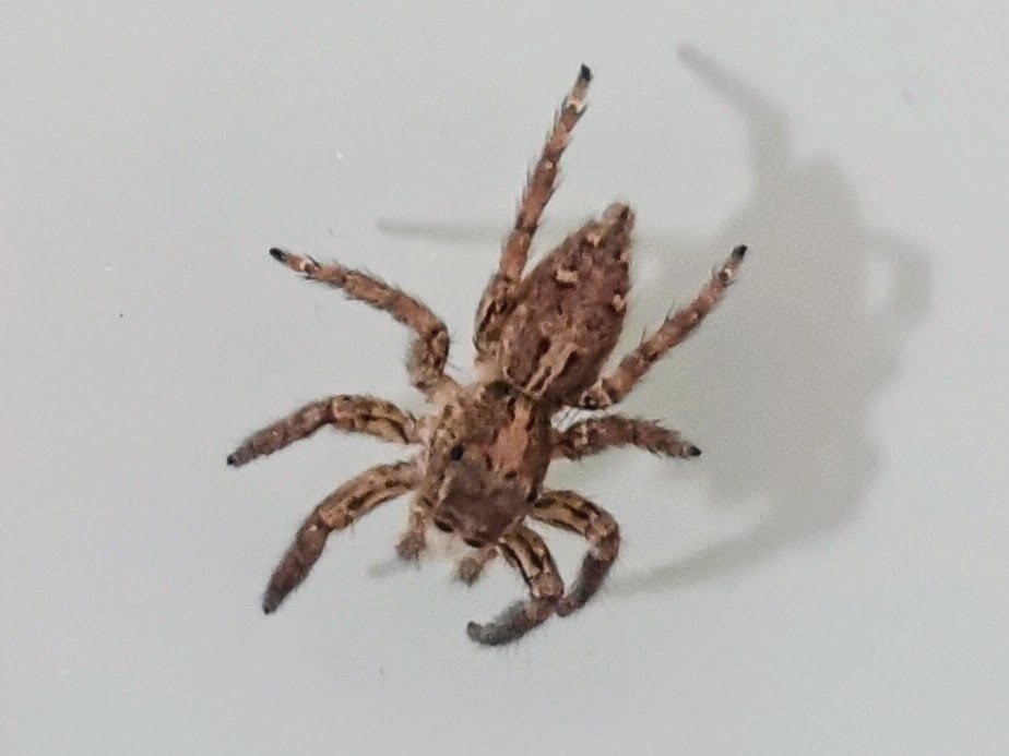 Nature is near, always. Inside your cupboard or closet. Spiders are generally benevolent for your home's ecosystem. If for some peculiar reason they scare you, do not extinguish them, take some kitchen paper, wait for them to get on board, and transport them!