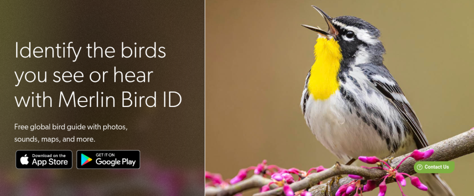 Merlin Bird ID: a great app and a free global resource for birdwatchers and bird enthusiasts, from Cornell University's Lab of Ornithology. https://merlin.allaboutbirds.org