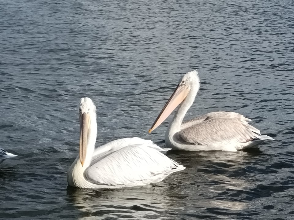 I didn’t start ecotourism as a job — I started as a traveler who loved nature. Yesterday, visiting Lake Kerkini in Greece and seeing two amazing Dalmatian pelicans reminded me why I am so passionate about this work. Watching these beautiful birds, Europe’s largest pelicans, in their natural home moved me deeply. It brought back the feeling of being a tourist — curious, excited, and connected to nature. Sometimes, as professionals, we get caught up in reports and plans, but we must never forget what it means to be a tourist who loves and respects the places we visit. Lake Kerkini is not just a lake — it’s a living example of how people can protect nature while inviting others to enjoy it. For me, ecotourism means being part of that balance: caring for the environment and sharing its wonders with others. If you work in this field or love to travel, remember to be a tourist at heart. That passion is what makes ecotourism truly special!