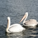 I didn’t start ecotourism as a job — I started as a traveler who loved nature. Yesterday, visiting Lake Kerkini in Greece and seeing two amazing Dalmatian pelicans reminded me why I am so passionate about this work. Watching these beautiful birds, Europe’s largest pelicans, in their natural home moved me deeply. It brought back the feeling of being a tourist — curious, excited, and connected to nature. Sometimes, as professionals, we get caught up in reports and plans, but we must never forget what it means to be a tourist who loves and respects the places we visit. Lake Kerkini is not just a lake — it’s a living example of how people can protect nature while inviting others to enjoy it. For me, ecotourism means being part of that balance: caring for the environment and sharing its wonders with others. If you work in this field or love to travel, remember to be a tourist at heart. That passion is what makes ecotourism truly special!