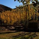 Automn