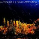 Automn-3