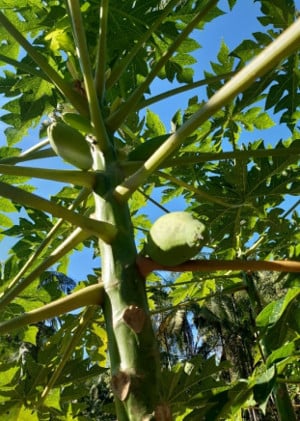 3.19 - The picture shows papaya growing at the Pousada. We grew these from seed in the compost tyre pots.