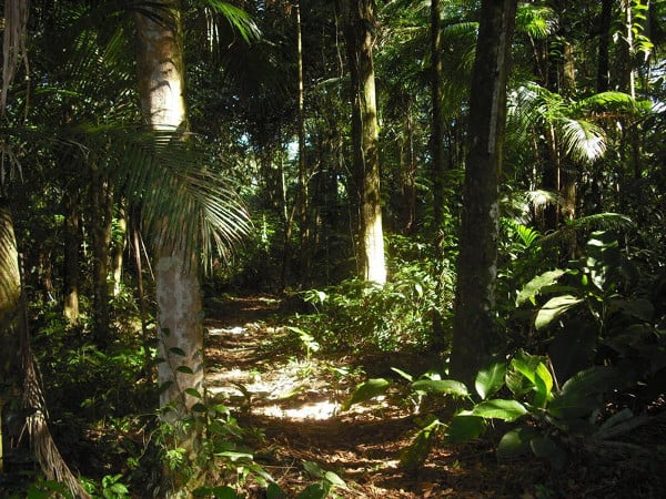4.4 - The photo shows the trail through the Reserva Serra Verde. This beautiful area of primary Atlantic Rainforest is home to monkeys, ocelots, possums and a multitude of birds.