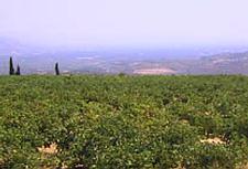 Nemea Vineyards