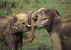 Elephants