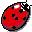 Your ally, the Ladybird