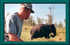 Lars observing a lone male elephant