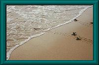 Turtle hatchlings
