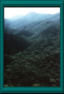 Sinharaja Rainforest, a "Man and the Biosphere" Region