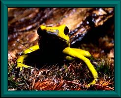 I am Phyllobates terribilis and I am poisonous
