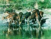 Sundarban Spotted-Deer