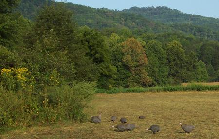 Sixteen Happy Turkeys