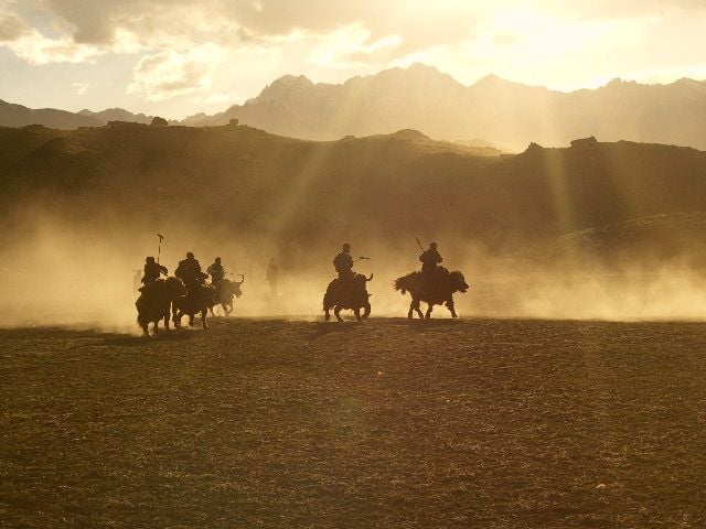Yak Polo